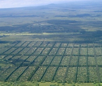 Mac Nut Orchard Aerial Photo